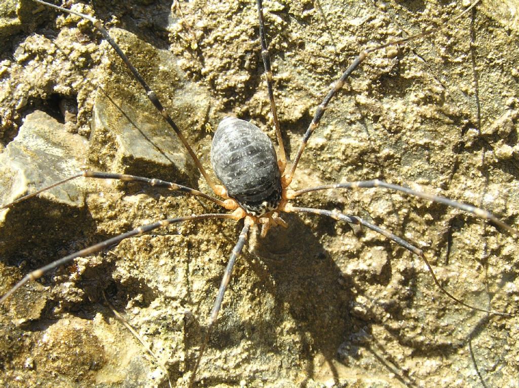 Gyas annulatus (Phalangiidae)